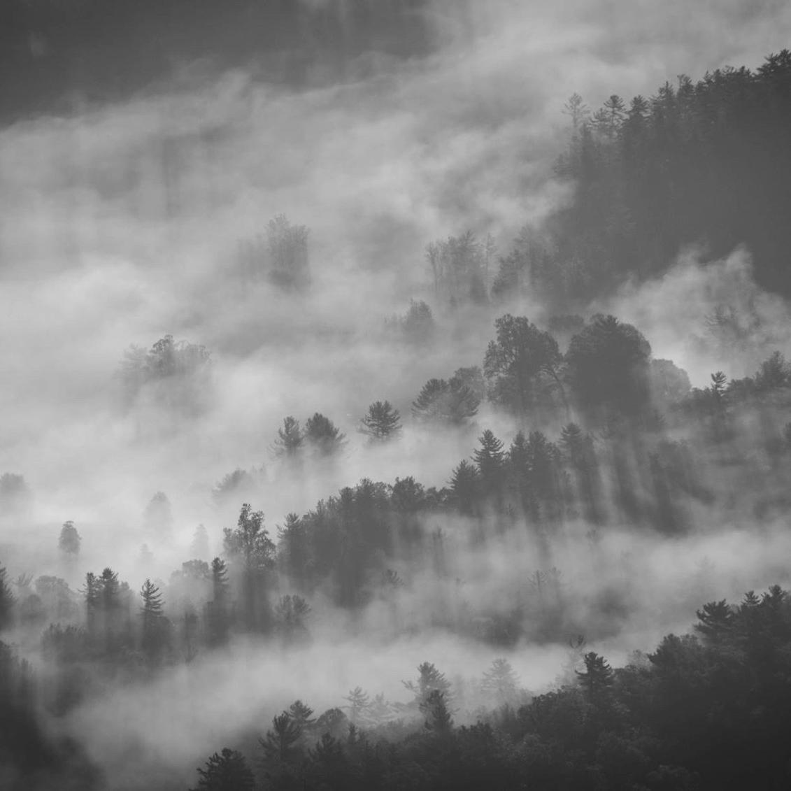 silhouette of trees cover with fog photography